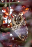 Long-eared owl in tree, Netherlands